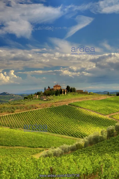 : Italy, Tuscany. A view of the vineyards and villa : Italy, Tuscany. A view of the vineyards and villa