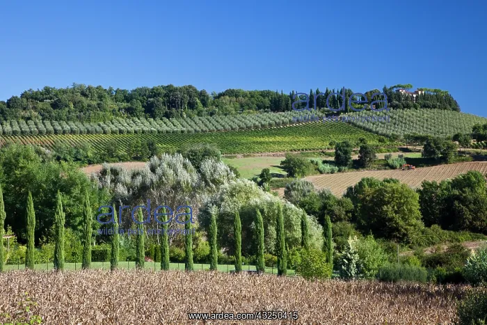 : Italy, Tuscany. Villa on hillside surrounded with : Italy, Tuscany. Villa on hillside surrounded with