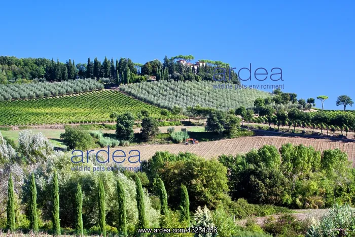 : Italy, Tuscany. Villa on hillside surrounded with : Italy, Tuscany. Villa on hillside surrounded with