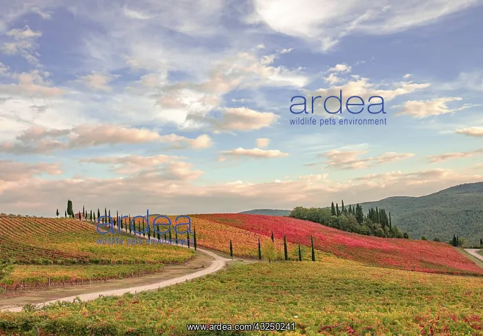: Italy, Tuscany, vineyard : Italy, Tuscany, vineyard