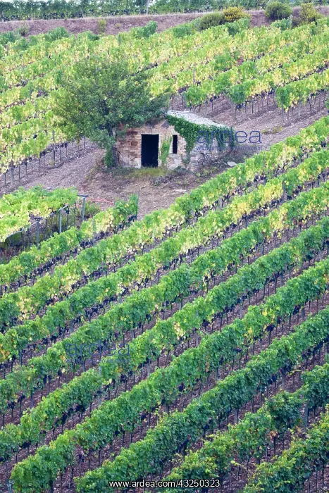: Italy, Tuscany. Vineyard with grapes on the vine : Italy, Tuscany. Vineyard with grapes on the vine