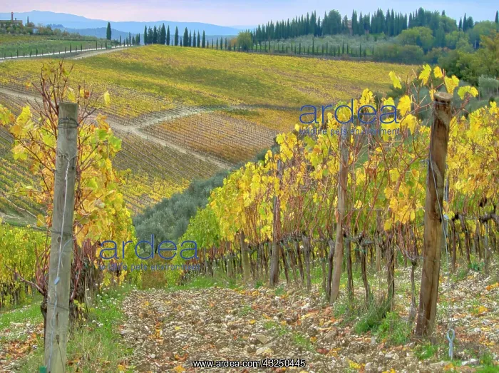 : Italy, Tuscany. Vineyard near Radda in Chianti in the fall : Italy, Tuscany. Vineyard near Radda in Chianti in the fall