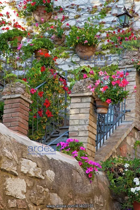 : Italy, Umbria, Assisi. Entrance to a home with flowering : Italy, Umbria, Assisi. Entrance to a home with flowering