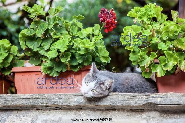 : Italy, Umbria, Assisi. Gray and white cat resting : Italy, Umbria, Assisi. Gray and white cat resting
