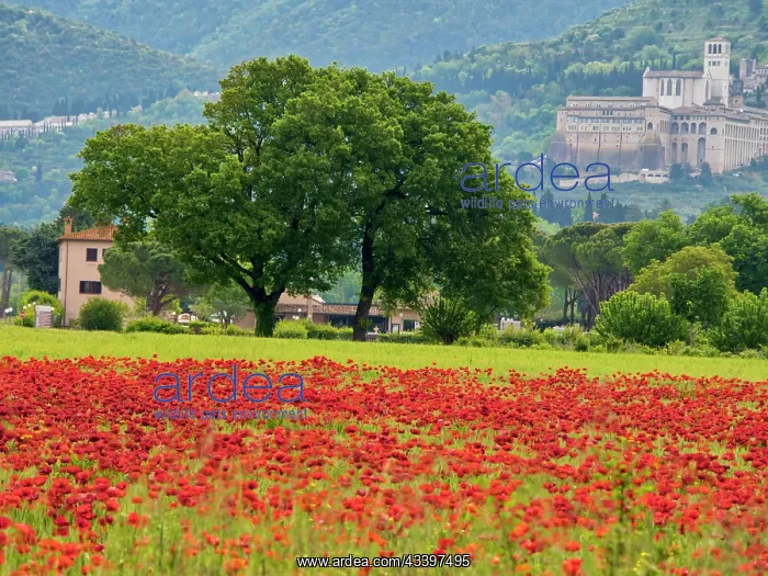 : Italy, Umbria, Assisi. View of Assisi across the : Italy, Umbria, Assisi. View of Assisi across the