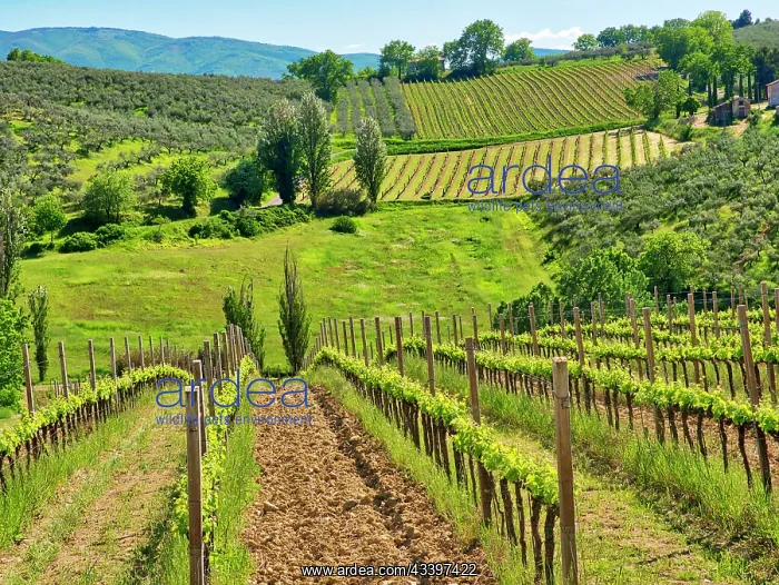  : Italy, Umbria, Montefalco. View of vineyards