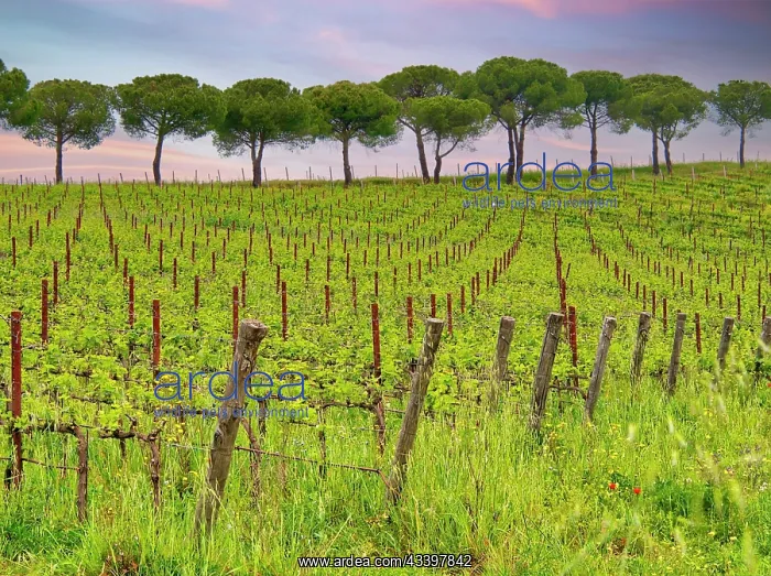 : Italy, Umbria. Vineyards with long rows : Italy, Umbria. Vineyards with long rows