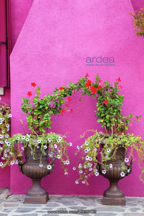 : Italy, Venice, Burano Island. Urns planted with : Italy, Venice, Burano Island. Urns planted with