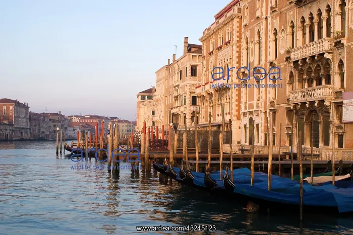 : Italy, Venice. A classic view of the Grand : Italy, Venice. A classic view of the Grand