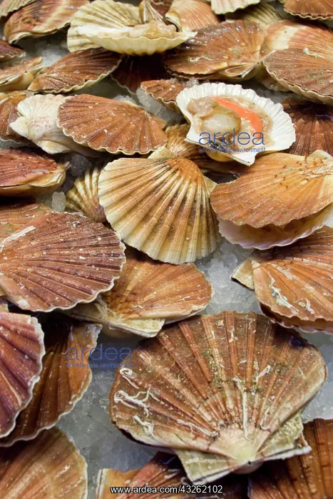 : Italy, Venice. Display of fresh scallops : Italy, Venice. Display of fresh scallops