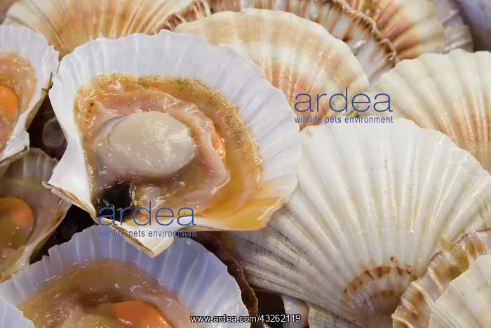 : Italy, Venice. Display of fresh scallops : Italy, Venice. Display of fresh scallops