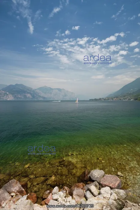  : Italy, Verona Province, Brenzone. Lake view