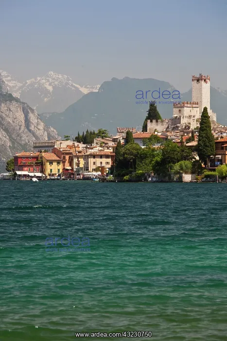 : Italy, Verona Province, Malcesine. Lakeside : Italy, Verona Province, Malcesine. Lakeside