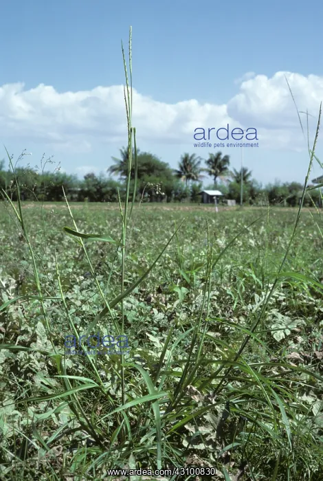 : Itchgrass (Rottboellia cochinchinensis) flower spikes, Philippines : Itchgrass (Rottboellia cochinchinensis) flower spikes, Philippines