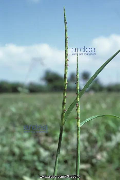  : Itchgrass (Rottboellia cochinchinensis) flower spikes, Philippines