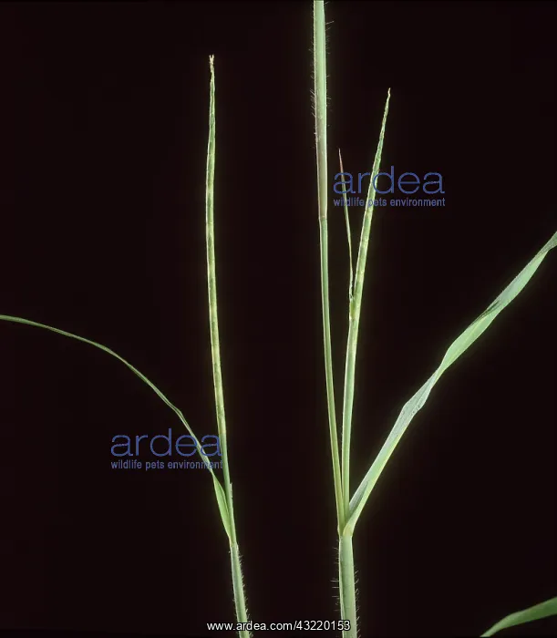 : Itchgrass (Rottboellia exaltata) flower spikes : Itchgrass (Rottboellia exaltata) flower spikes