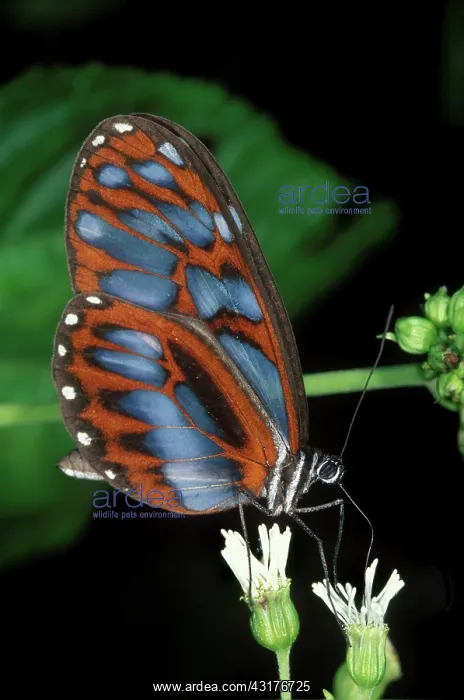 : Ithomiid Butterfly : Ithomiid Butterfly
