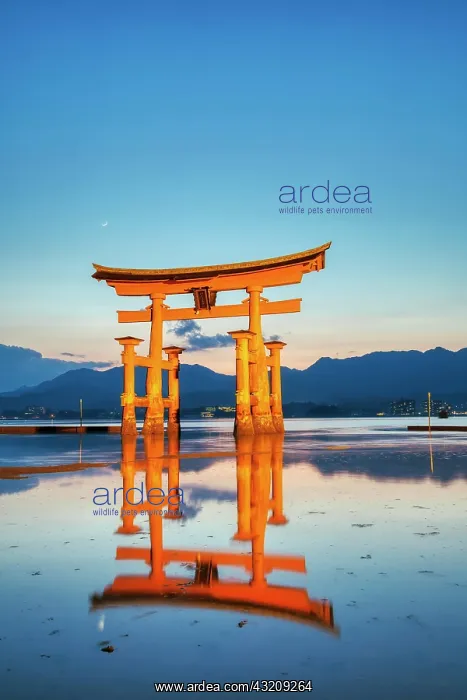 : Itsukushima Miyajima Japan : Itsukushima Miyajima Japan