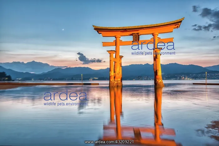 : Itsukushima Miyajima Japan. Itsukushima Shrine and : Itsukushima Miyajima Japan. Itsukushima Shrine and