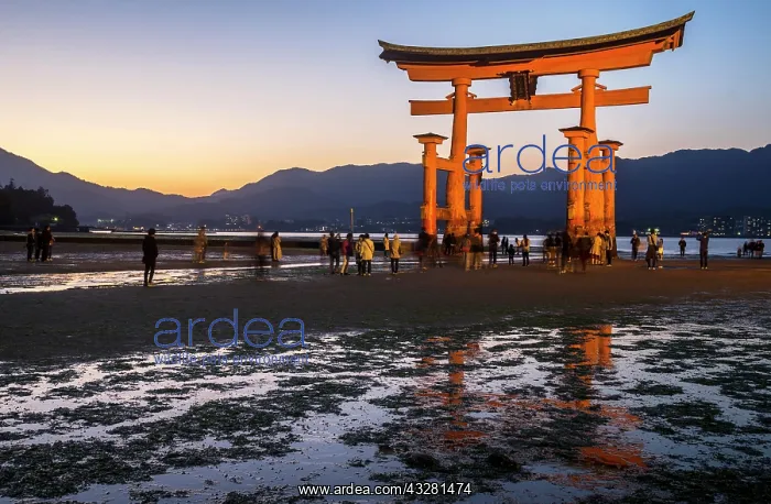 : Itsukushima Shrine, Torii Gate at low tide at sunset : Itsukushima Shrine, Torii Gate at low tide at sunset