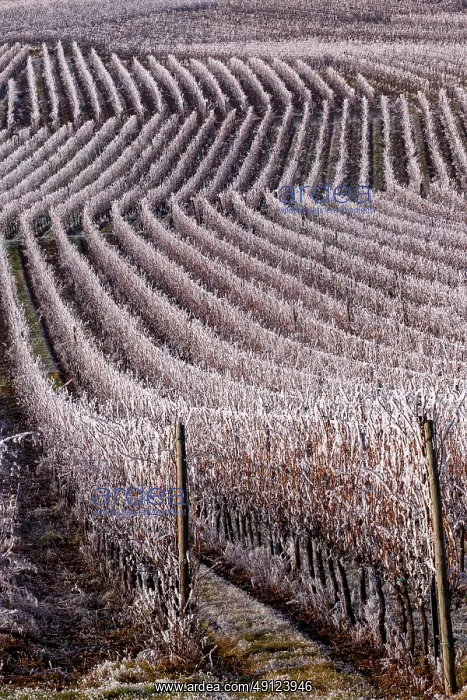 : Itterswiller, a frosty vineyard : Itterswiller, a frosty vineyard