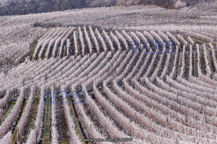 : Itterswiller, a frosty vineyard : Itterswiller, a frosty vineyard