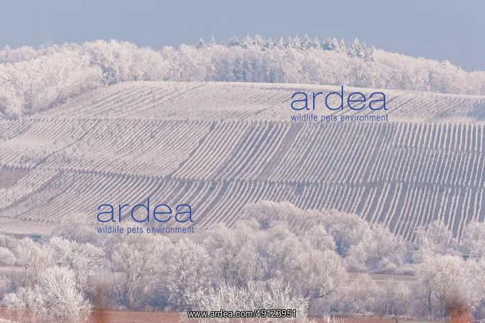 : Itterswiller, a frosty vineyard : Itterswiller, a frosty vineyard