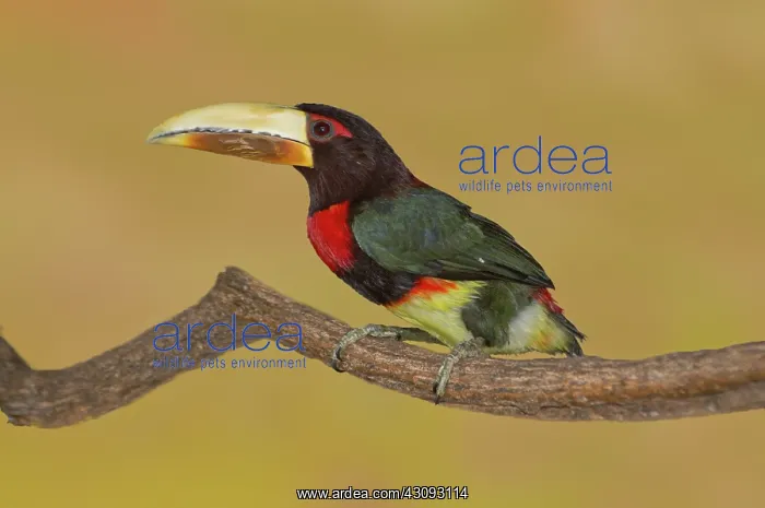 : Ivory-billed Aracari : Ivory-billed Aracari