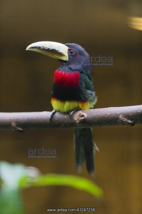 : Ivory - billed Aracari - native to South America : Ivory - billed Aracari - native to South America