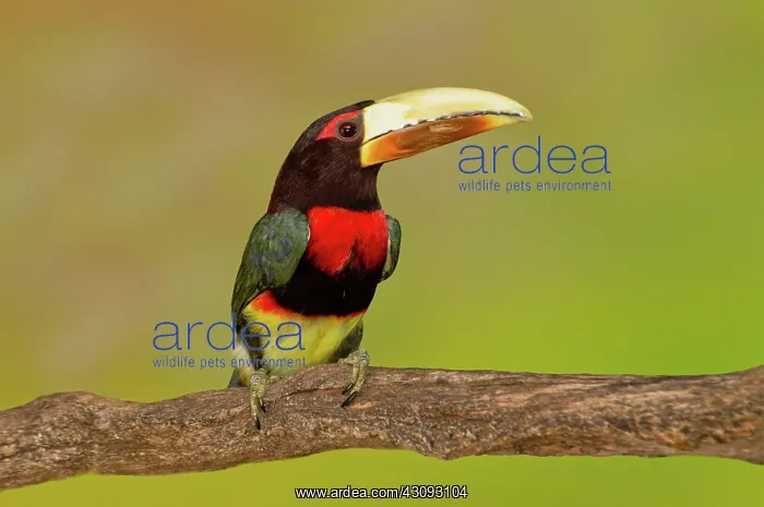 : Ivory-billed Aracari-perched : Ivory-billed Aracari-perched