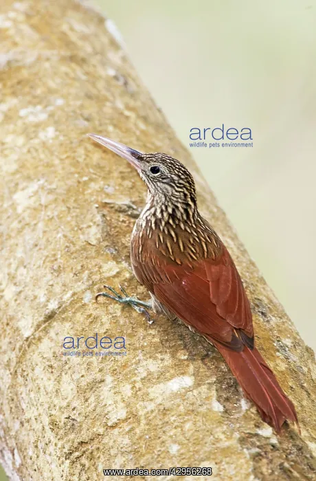 : Ivory-billed Woodcreeper : Ivory-billed Woodcreeper