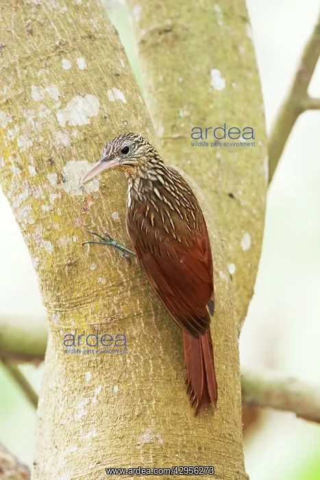 : Ivory-billed Woodcreeper : Ivory-billed Woodcreeper
