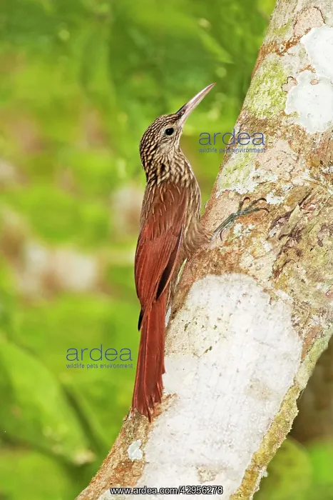 : Ivory-billed Woodcreeper : Ivory-billed Woodcreeper