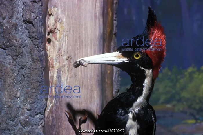 : Ivory-Billed Woodpecker : Ivory-Billed Woodpecker