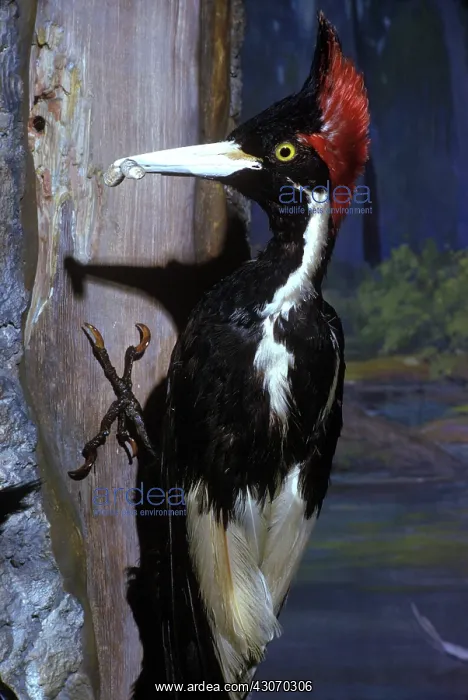 : Ivory-Billed Woodpecker : Ivory-Billed Woodpecker
