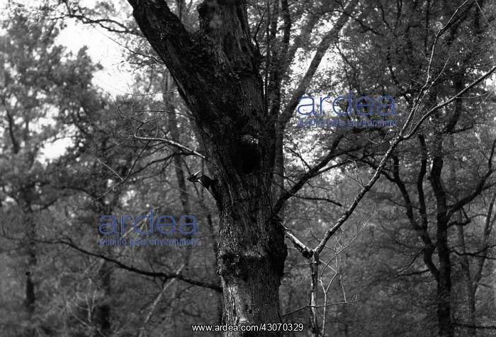 : Ivory-Billed Woodpecker at Nest : Ivory-Billed Woodpecker at Nest