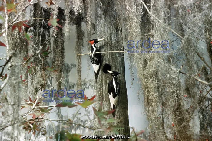 : Ivory-Billed Woodpeckers : Ivory-Billed Woodpeckers