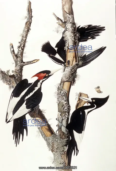 : Ivory-Billed Woodpeckers : Ivory-Billed Woodpeckers