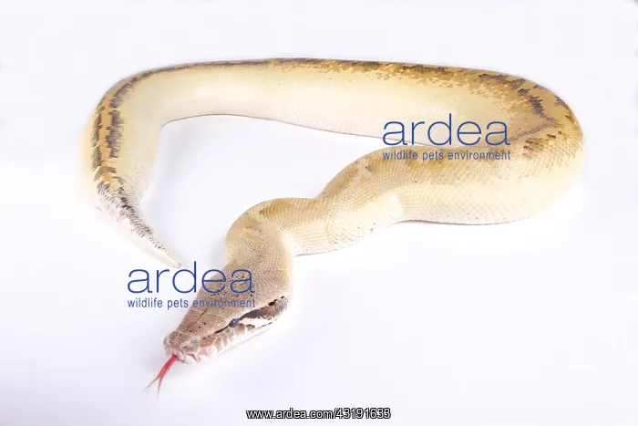 : Ivory blood python (Python brongersmai) on white : Ivory blood python (Python brongersmai) on white