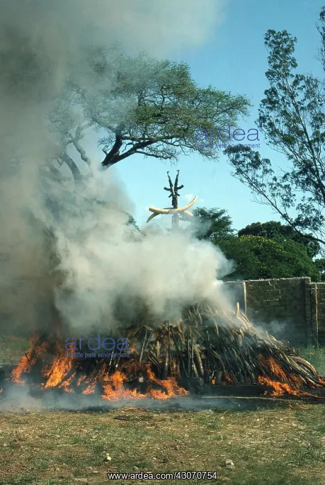 : Ivory Bonfire : Ivory Bonfire