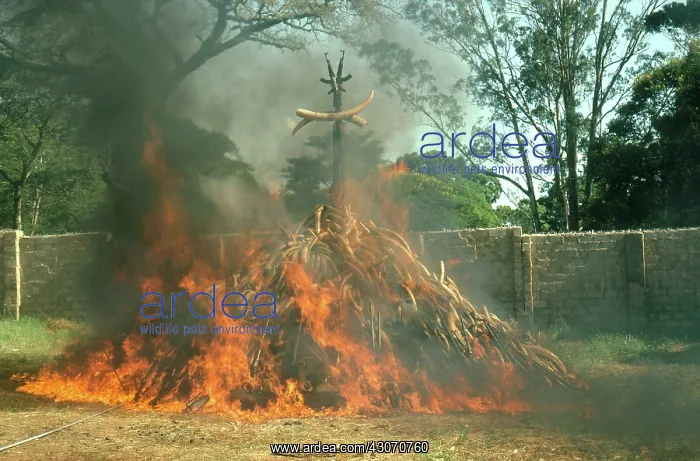 : Ivory Bonfire : Ivory Bonfire