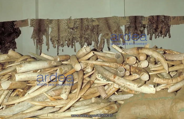 : Ivory and cat skins - having been confiscated from poachers : Ivory and cat skins - having been confiscated from poachers