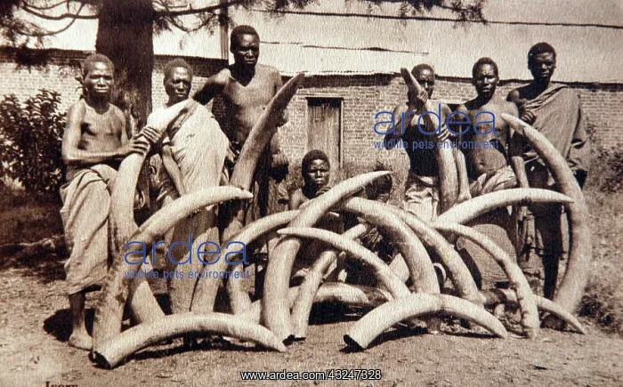 : Ivory collecting in Nyasaland, old postcard probably c1920s : Ivory collecting in Nyasaland, old postcard probably c1920s