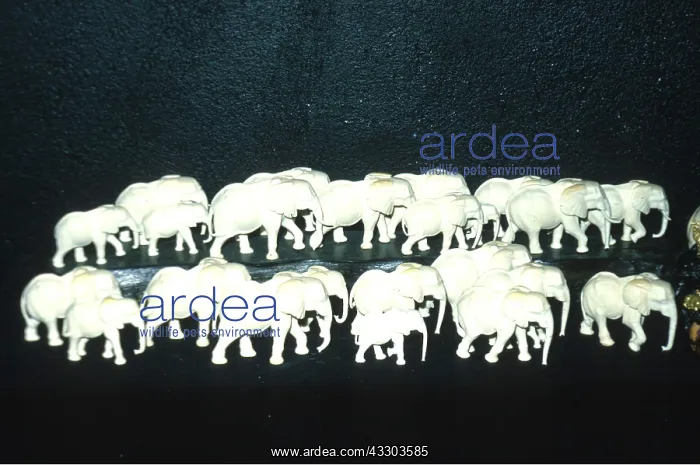 : IVORY ELEPHANTS - for curio market : IVORY ELEPHANTS - for curio market