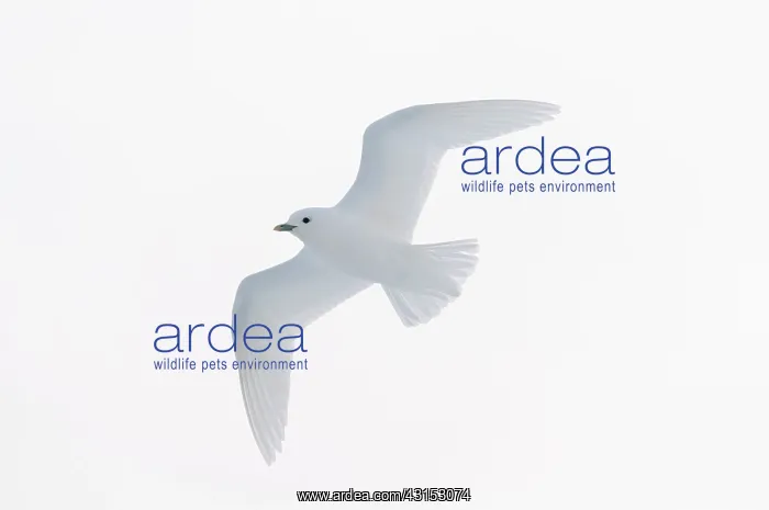 : Ivory Gull : Ivory Gull