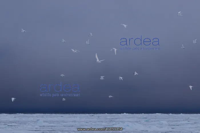 : Ivory Gull : Ivory Gull