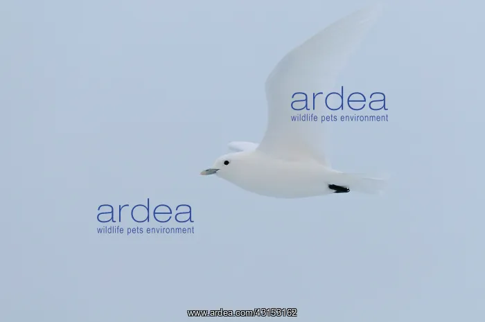 : Ivory Gull : Ivory Gull