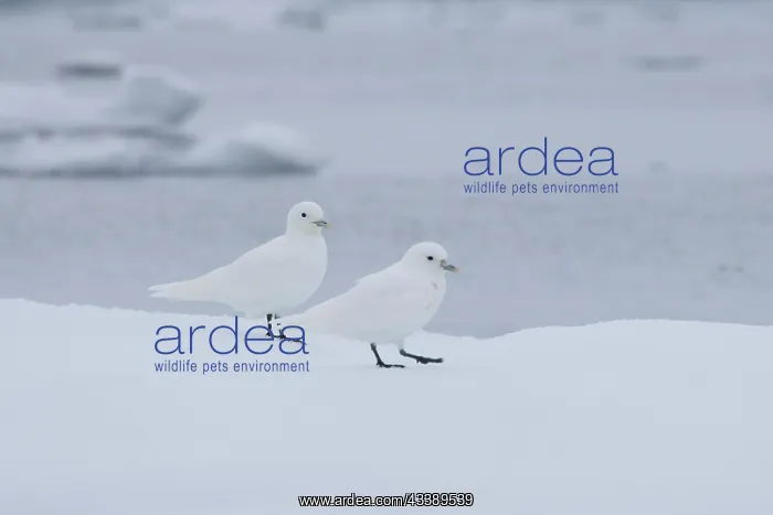 : Ivory Gull : Ivory Gull
