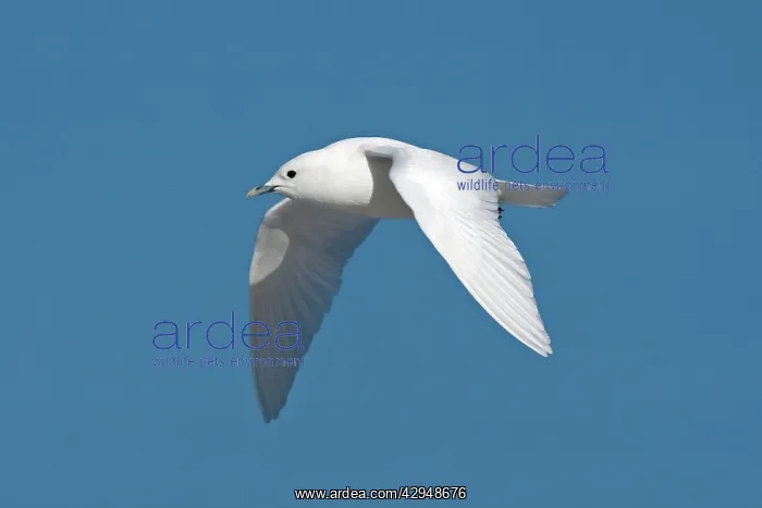 : Ivory Gull - adult in flight : Ivory Gull - adult in flight