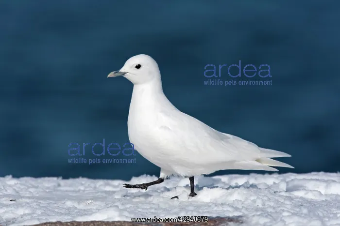 : Ivory Gull - adult in snow : Ivory Gull - adult in snow